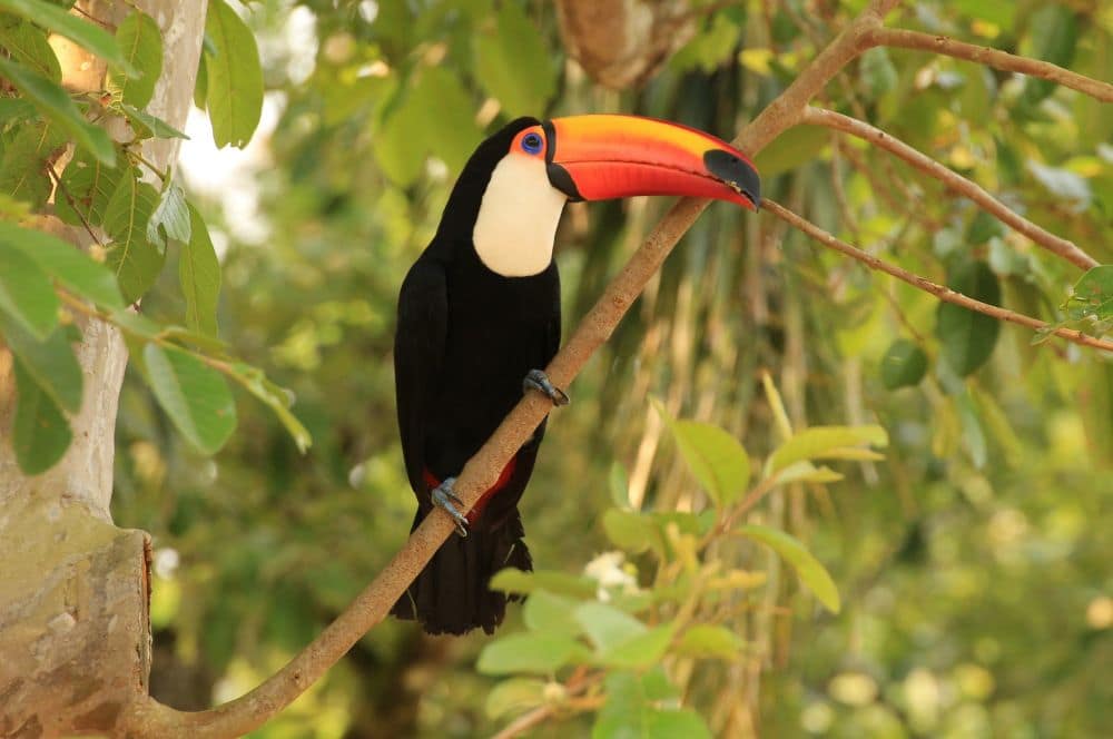 Фото 6173. Тукан в Парке птиц в Фоз-ду-Игуасу