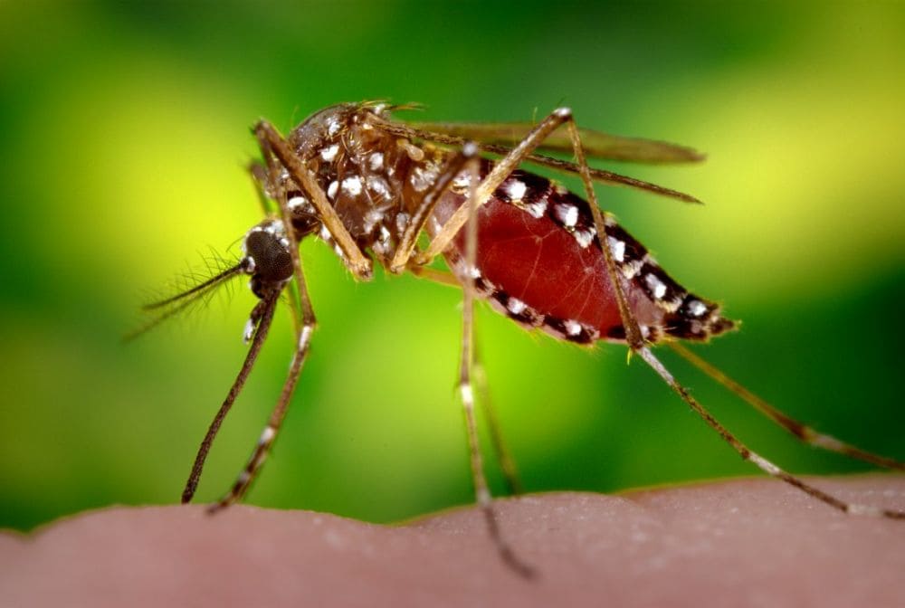 О комарах, вирусе Зика и эпидемии лихорадки в Бразилии