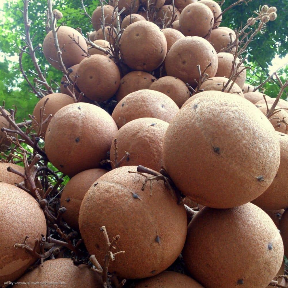Фото 3885. Плоды дерева Курупита Гвианская