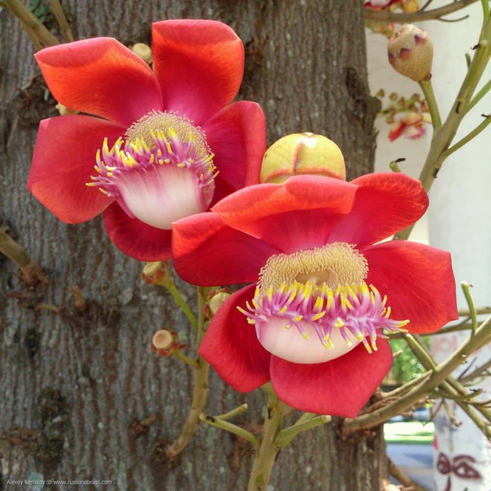 Фото 3887. Цветки Курупиты Гвианской