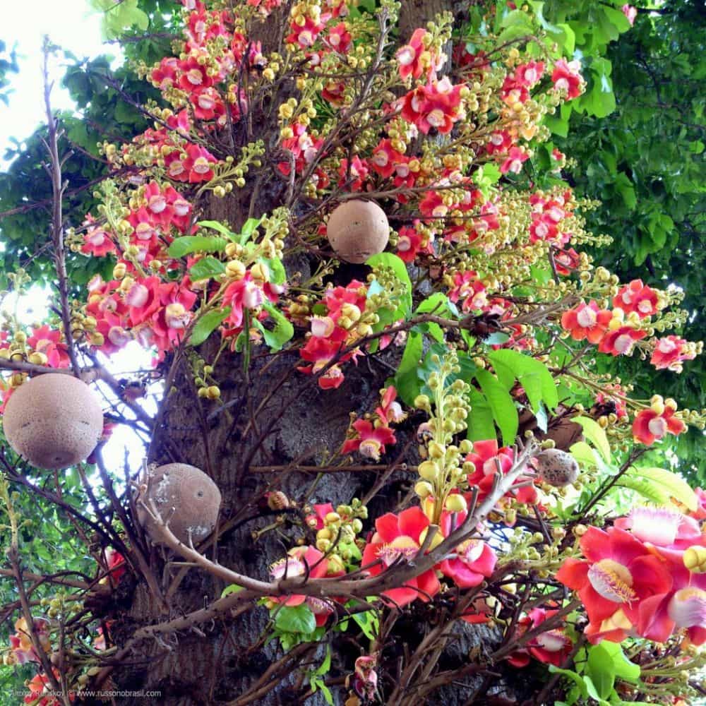 Фото 3886. Цветение дерева Курупита Гвианская